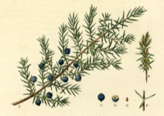 Juniperus communis nana Juniper